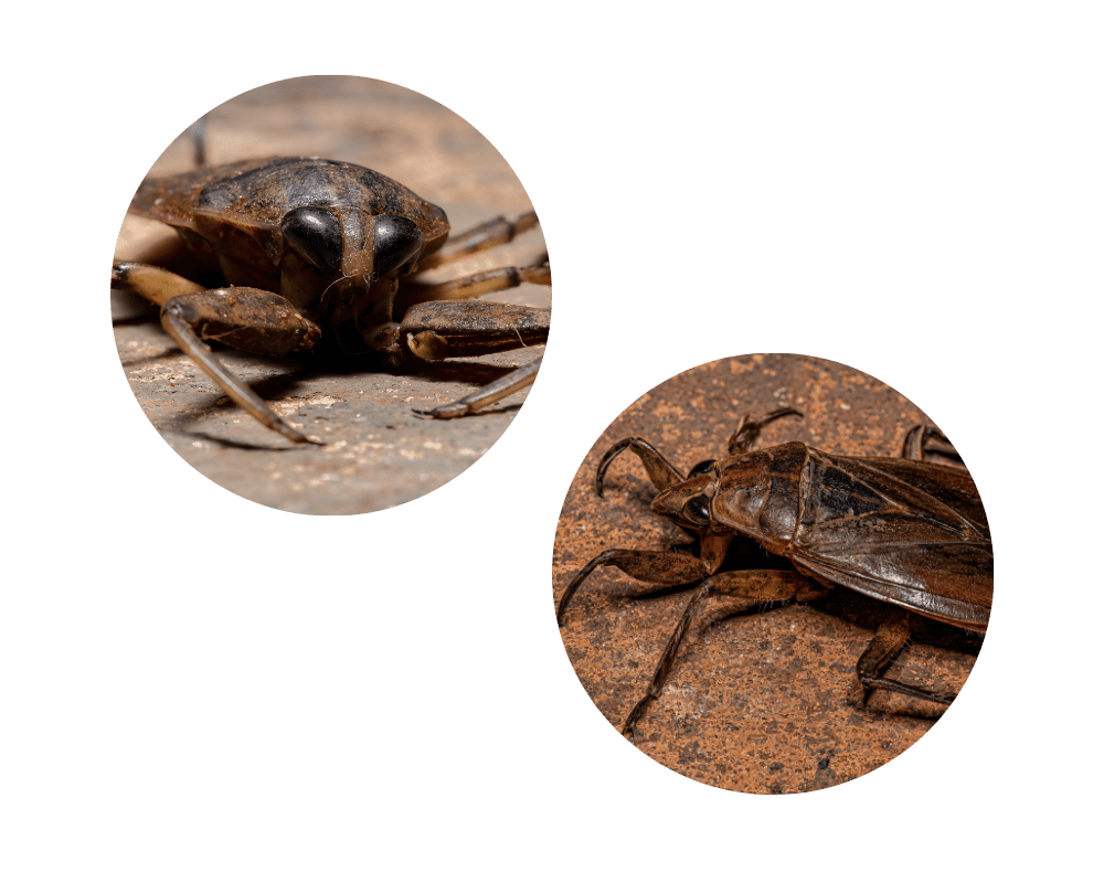 Water Bug Water bugs in house