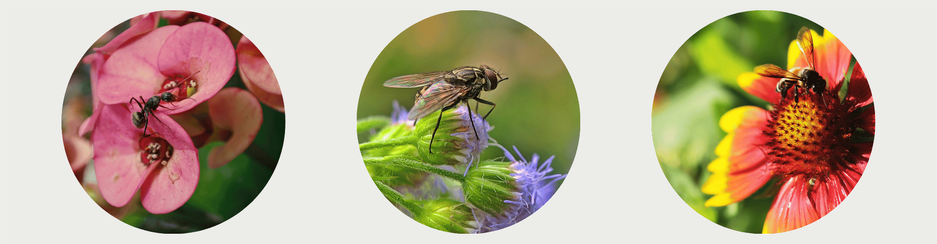 What Color Repels Bugs Triple