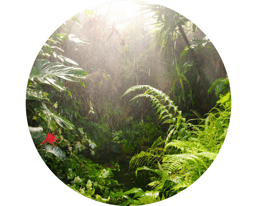 What Is the Purpose of Mosquitoes Circle 1 rain forest filled with mosquitoes