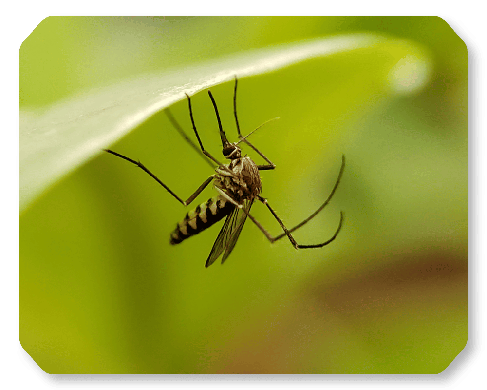 What Is the Purpose of Mosquitoes Corner 2 what is the purpose of mosquitoes–mosquito purpose is protecting our ecosystem