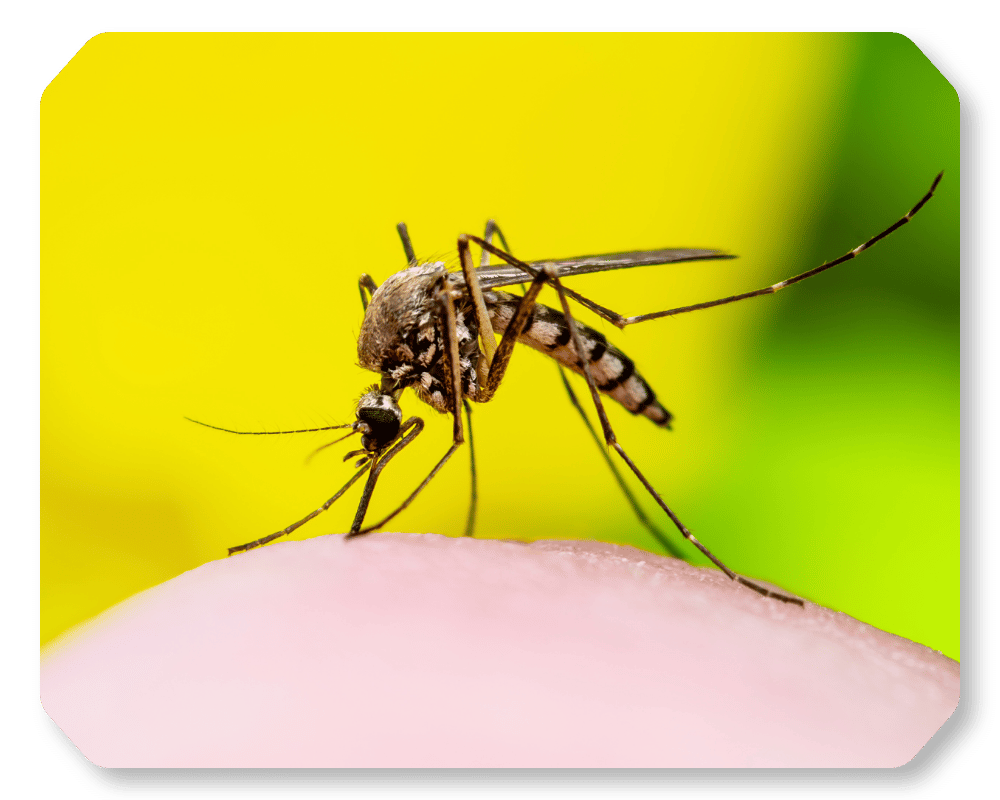 What Is the Purpose of Mosquitoes Corner 1 mosquito biting
