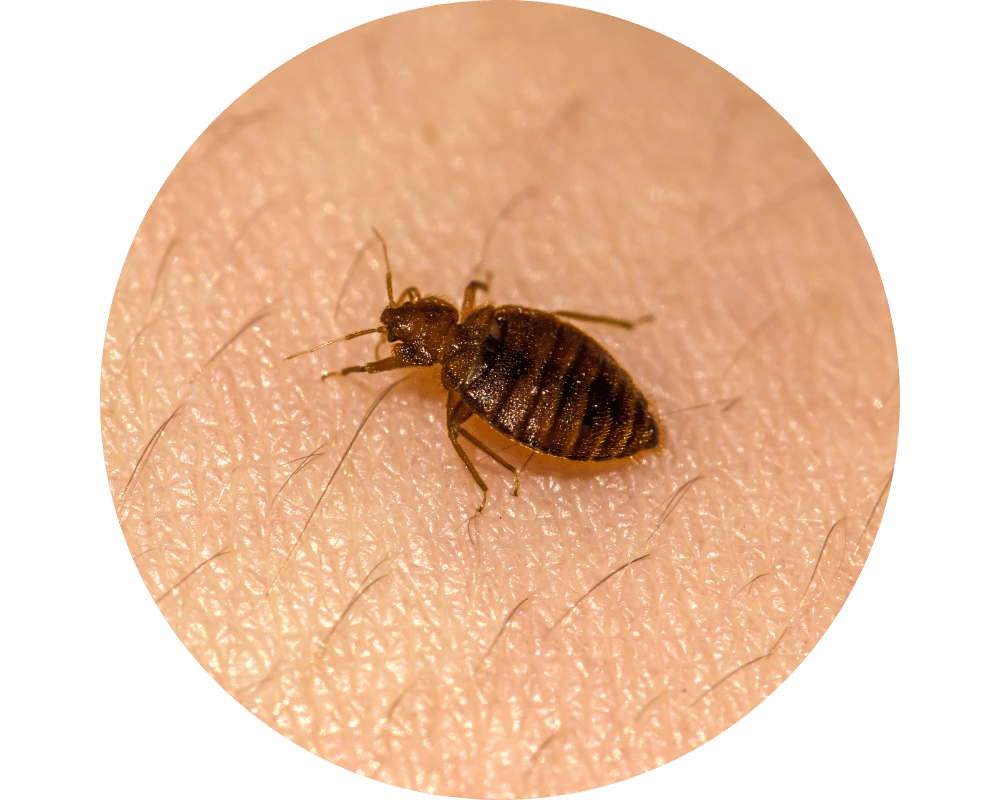 What Prevents Bed Bugs Circle 1 bed bug prevention