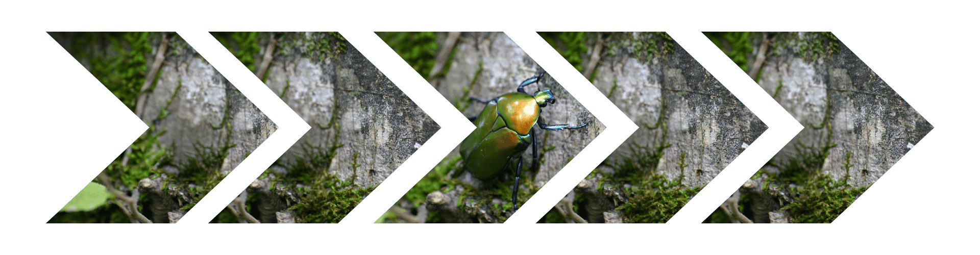 What is a June Bug Arrows colorful June bug