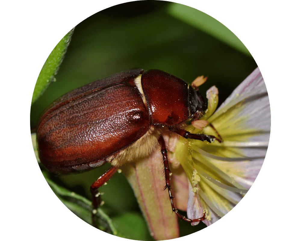 What is a June Bug Circle 1 what is a June bug?