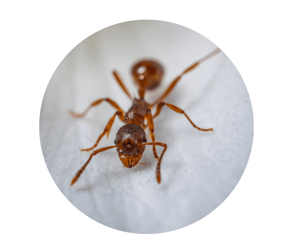 ants ants in the kitchen