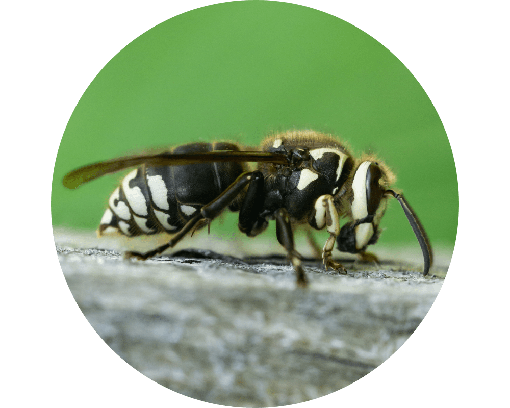 bald face hornet Types of Hornets