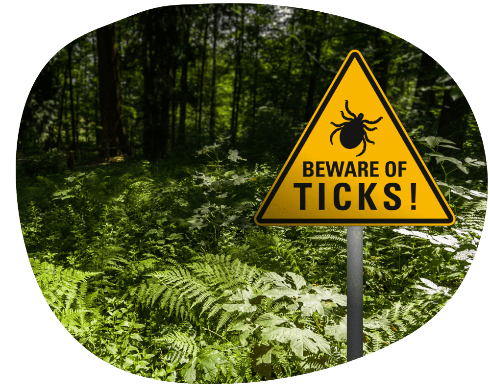 benefits of ticks (2) benefits of ticks