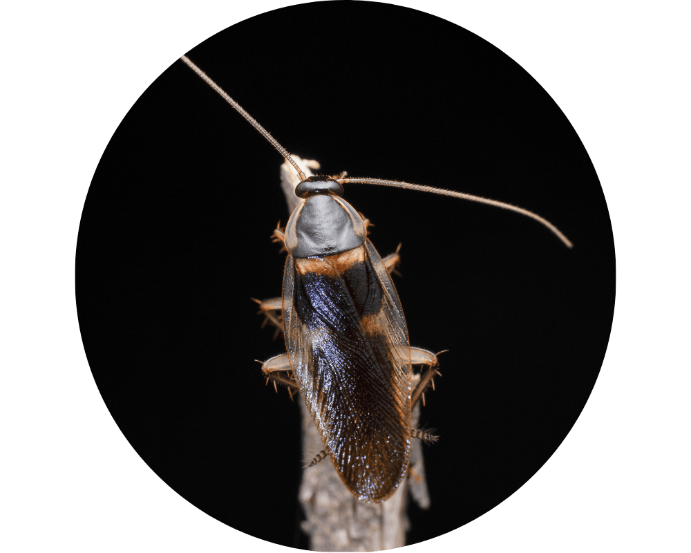 brown-banded Cockroach