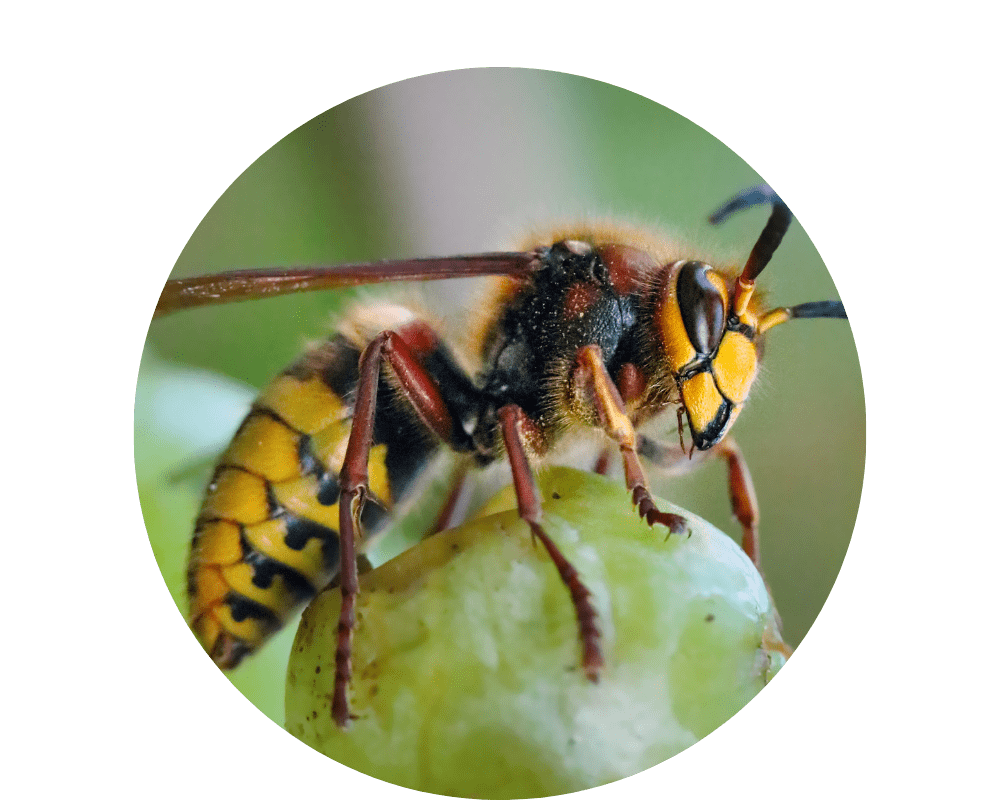 european hornet Types of Hornets
