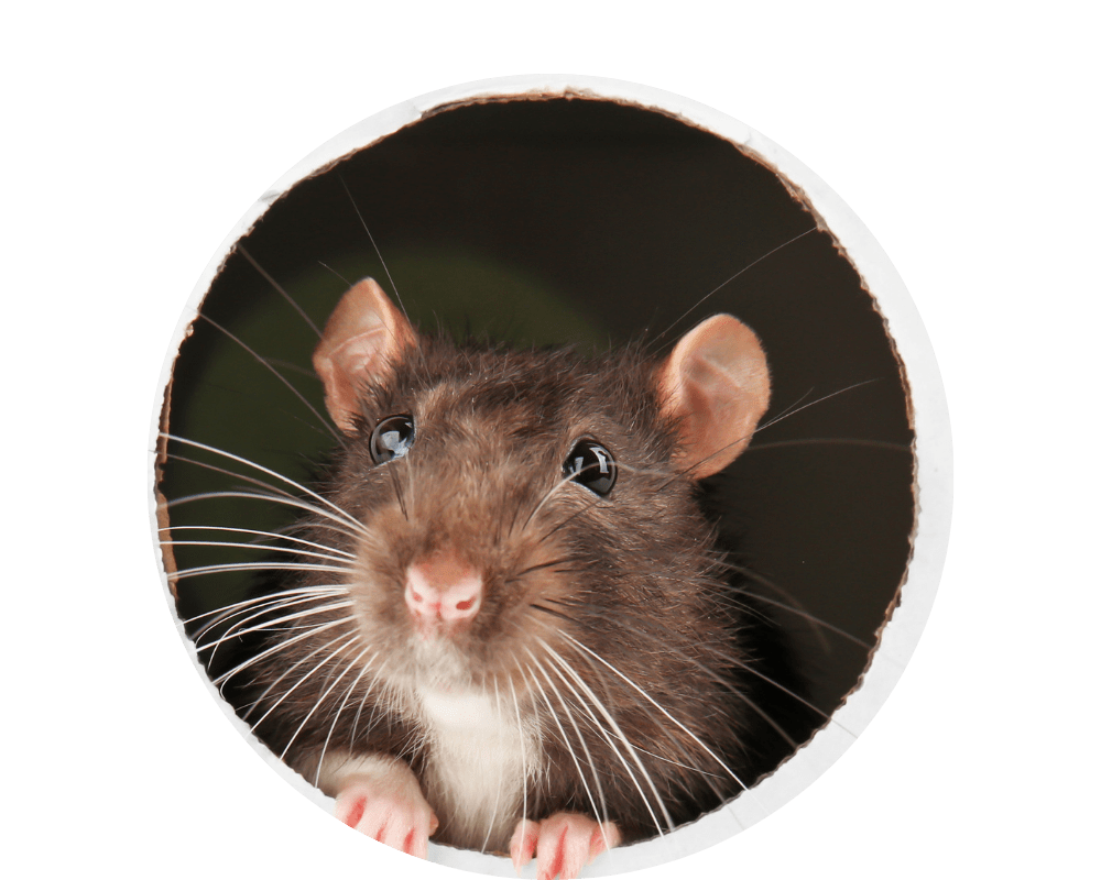 how to keep mice out of garage how to keep mice out of garage