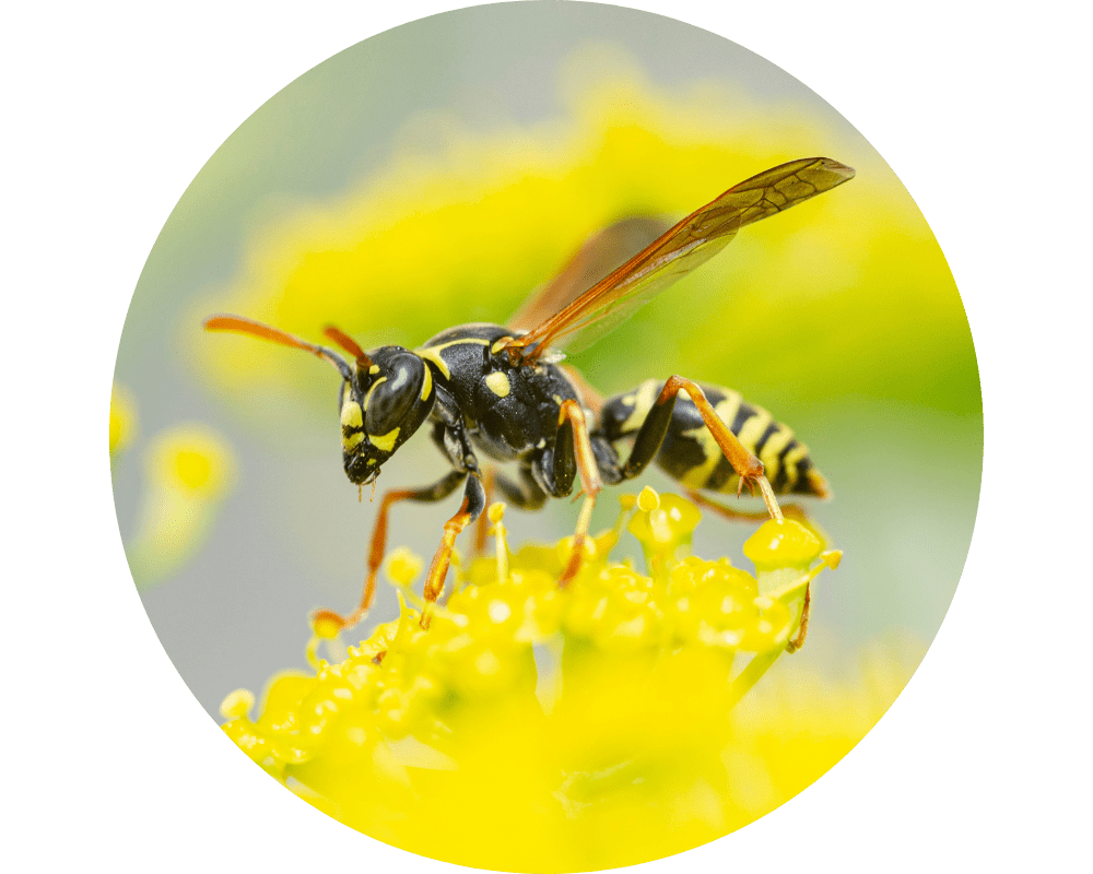 yellow jacket Types of Hornets