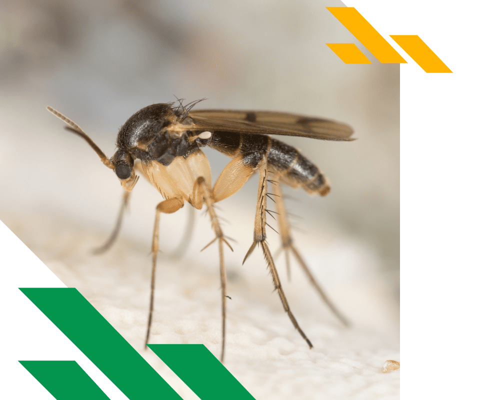 gnat control (2) gnat control