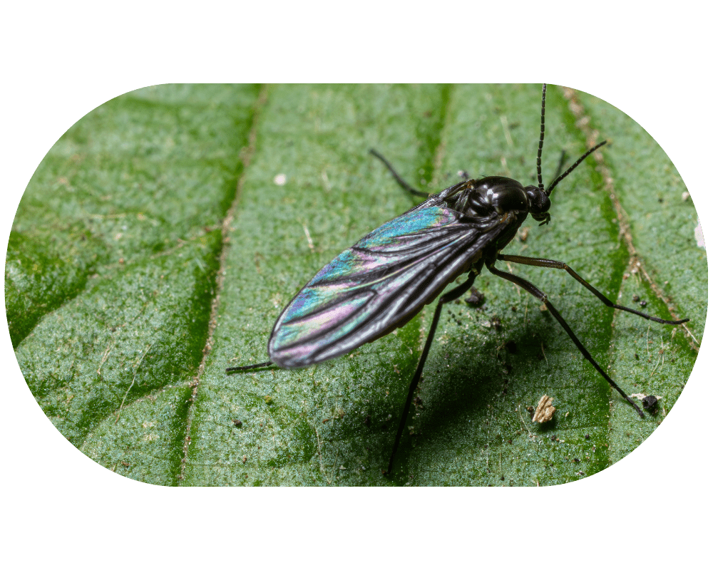 gnat control gnat control